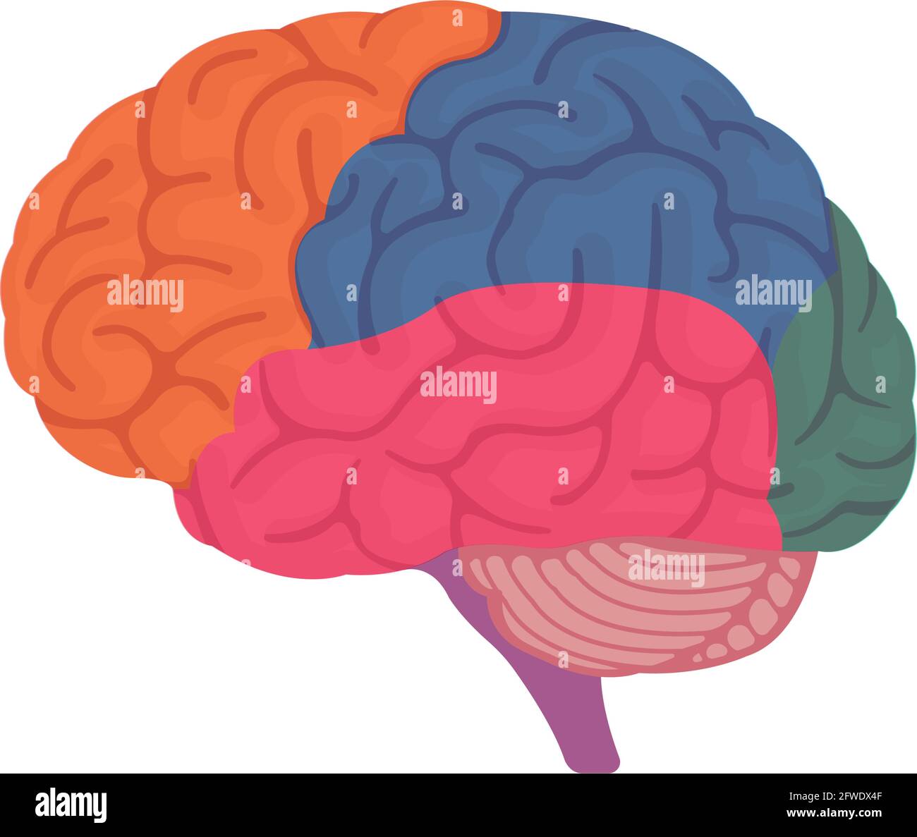 Illustration vectorielle de la structure anatomique du cerveau humain ( pas de texte ) Illustration de Vecteur