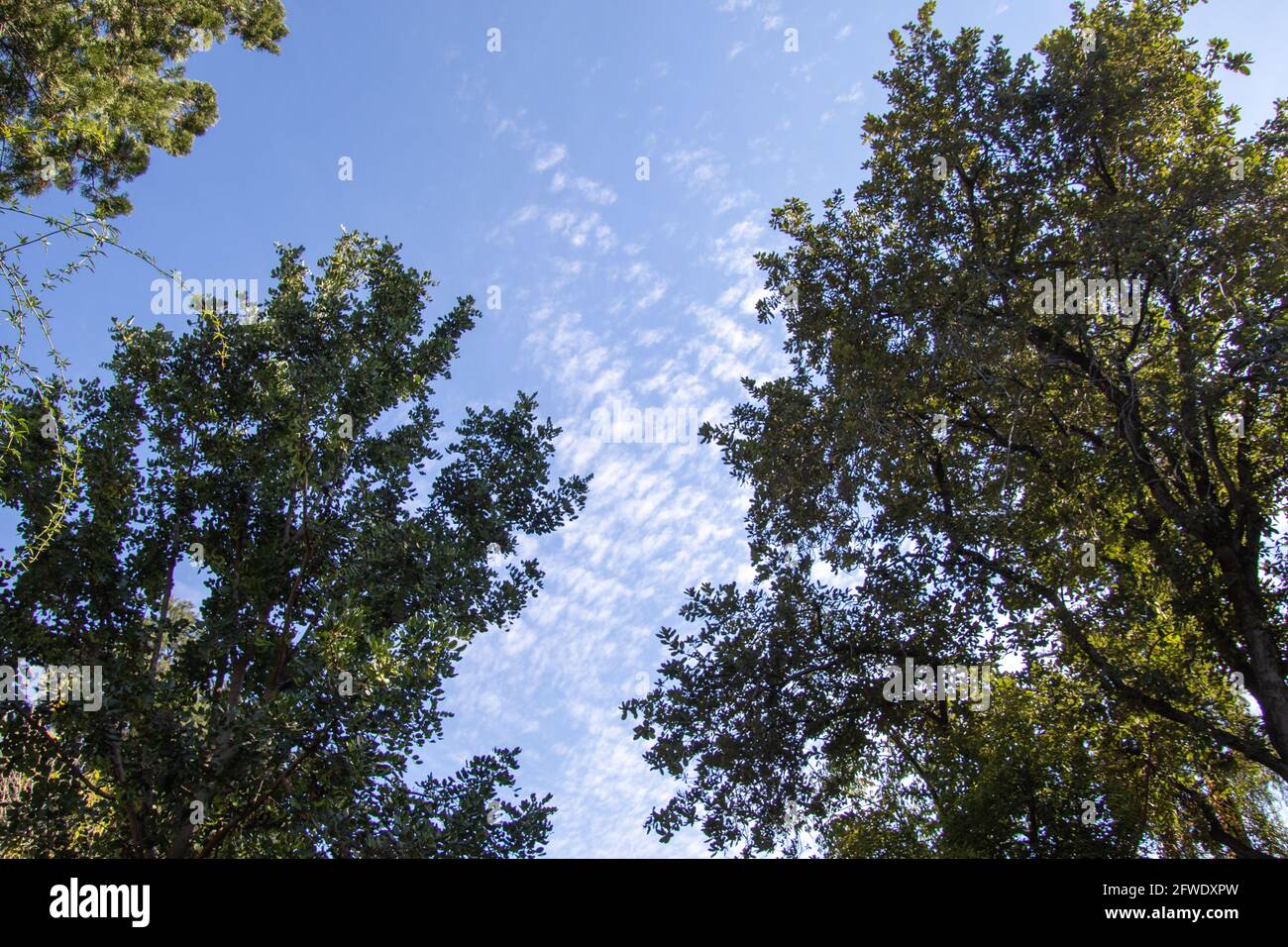 Horizon bleu avec ces nuages vus à travers un couvert forestier Banque D'Images