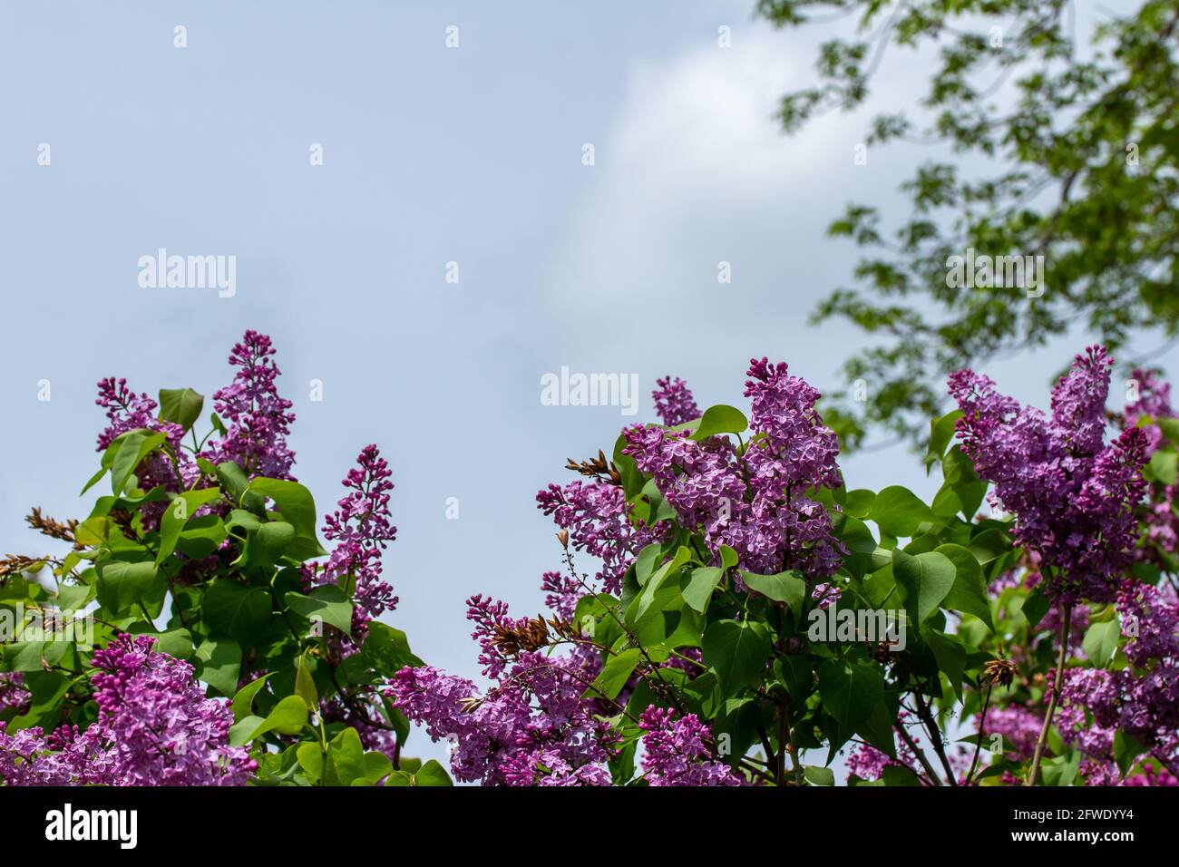 Vue rapprochée de la texture de magnifiques fleurs de lilas perses parfumées (syringa persica), avec fond bleu ciel et espace de copie Banque D'Images