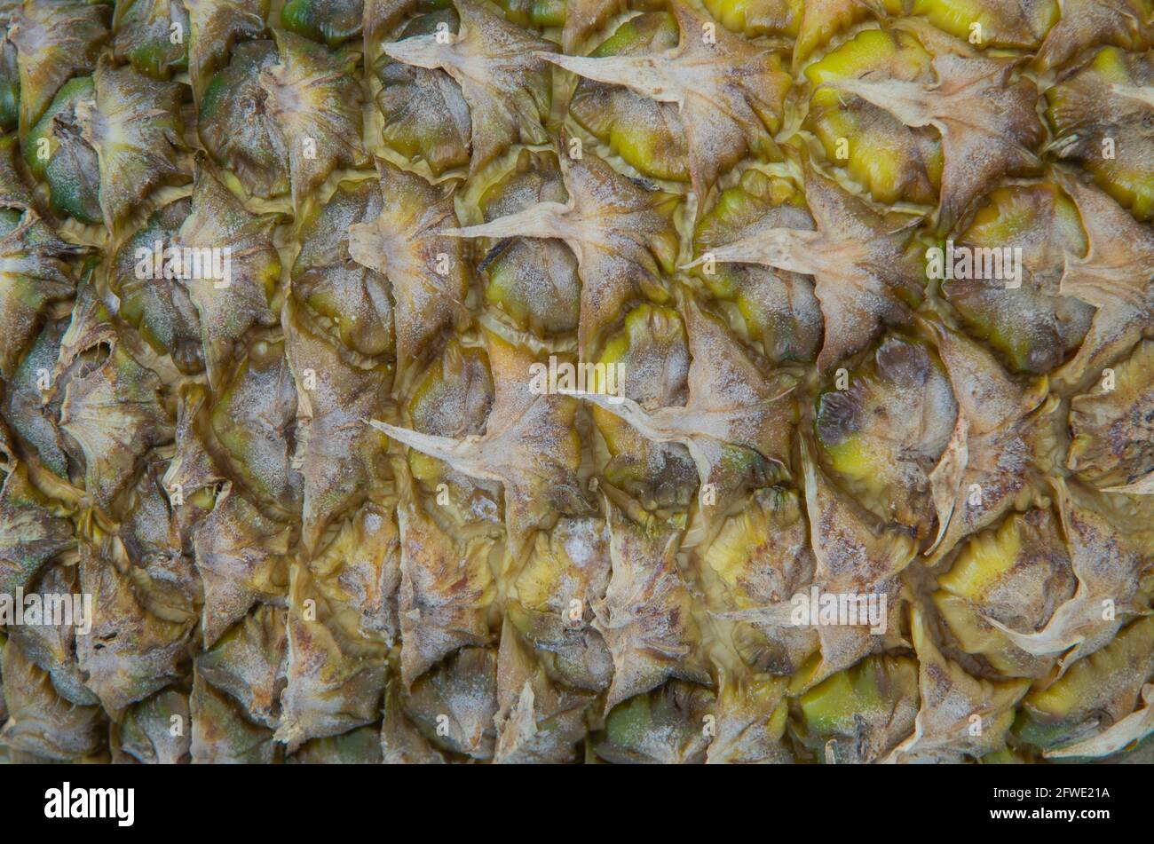 Photo macro de la peau d'ananas. Gros plan sur l'ananas mûr, arrière-plan. Banque D'Images
