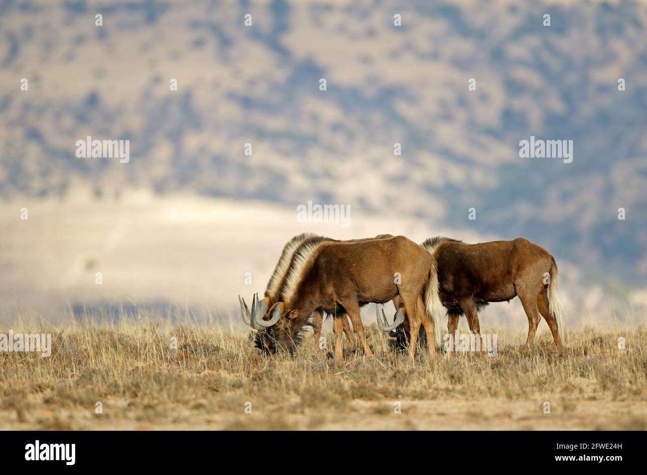 Le flétrissement noir (Connochaetes gnou) dans son habitat naturel, parc national de Mountain Zebra, Afrique du Sud Banque D'Images