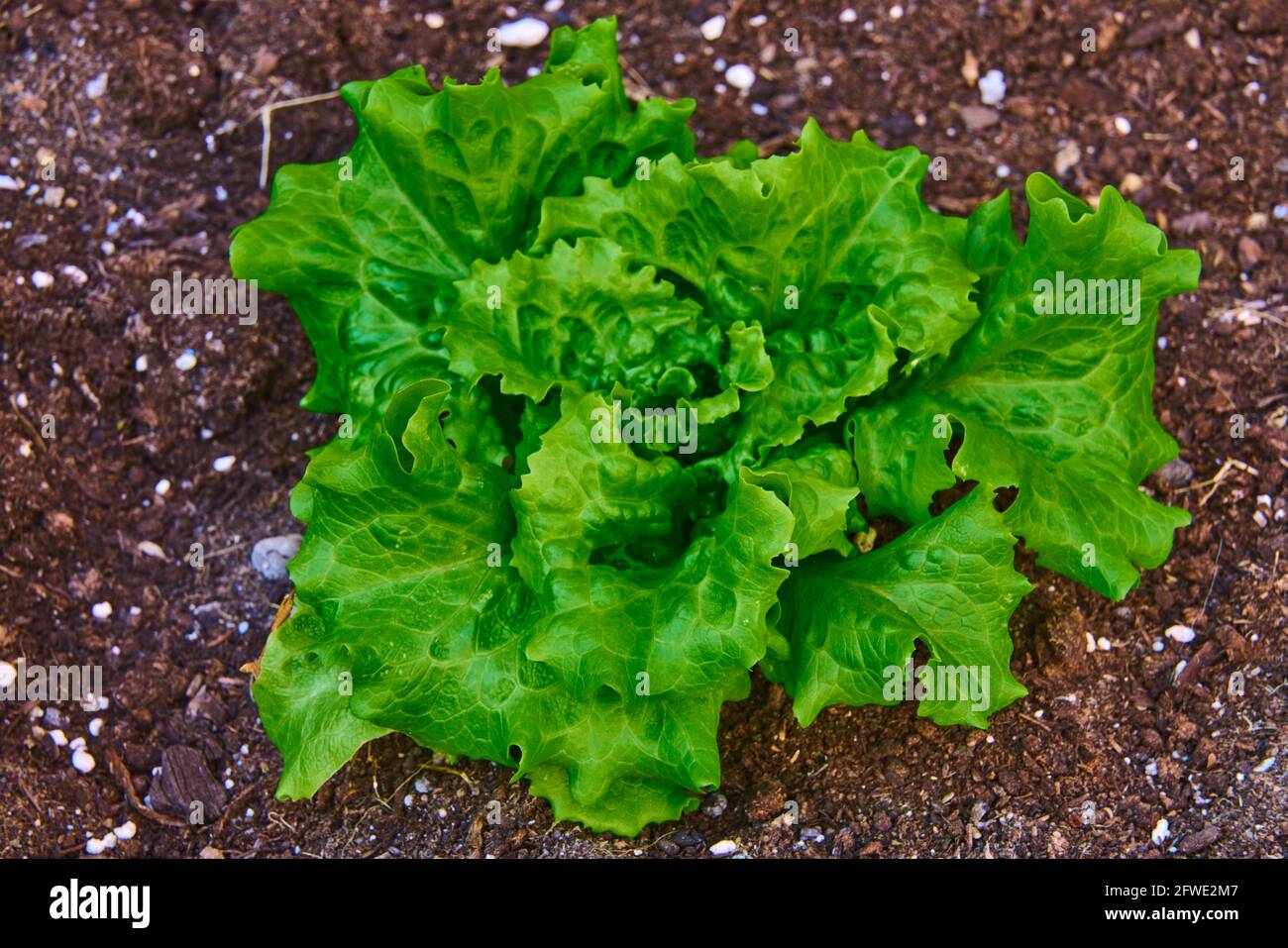 Plante de laitue, Lactuca sativa, cultivée dans un jardin urbain de balcon. Banque D'Images