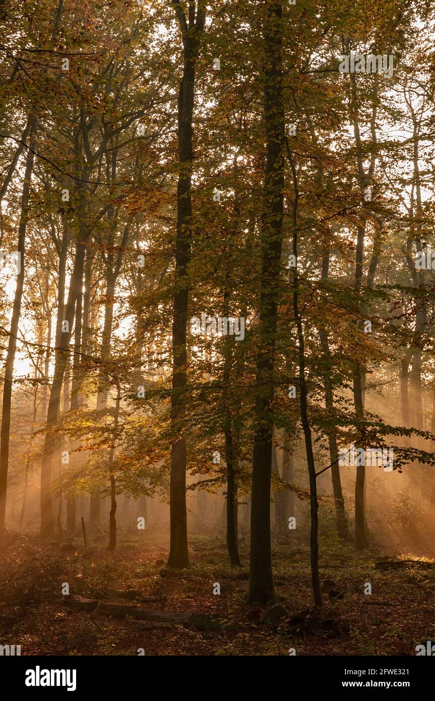 Sunburst à travers la forêt dans le parc naturel Saar-Hunsruck, Sarre, Allemagne Banque D'Images