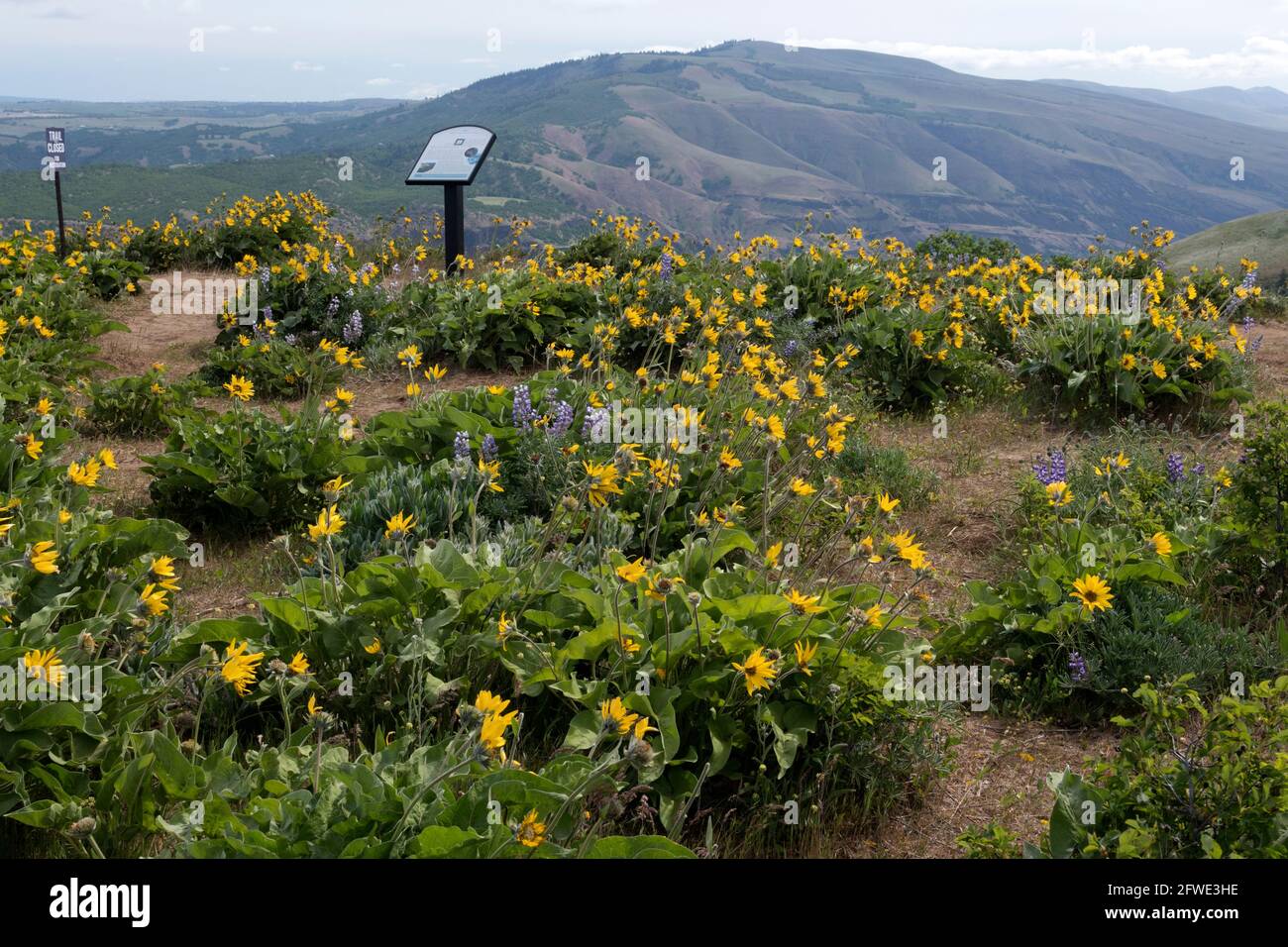 Des fleurs sauvages comme la balsamroot jaune et la lupin pourpre fleurissent en profusion au printemps au point de vue de Rowena Crest le long de la rivière Columbia en Oregon. Banque D'Images