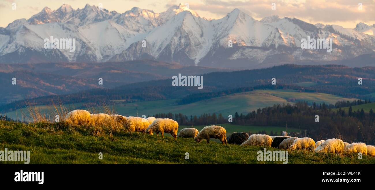 Un troupeau de moutons paître sur un pré de montagne avec la toile de fond des sommets au coucher du soleil Pieniny, Pologne Banque D'Images