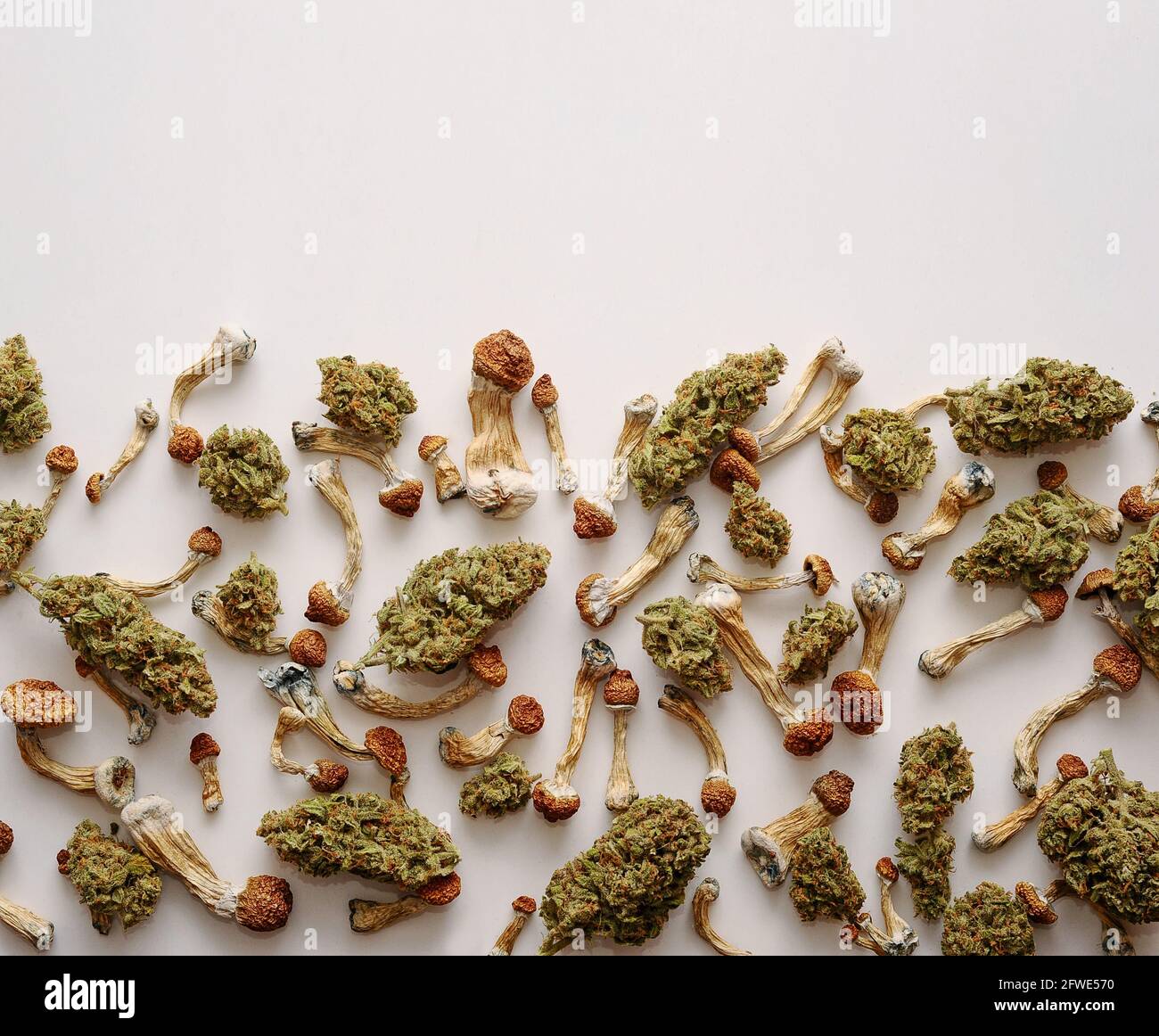 Concept de microdosage. Sécher les champignons psilocybine et les bourgeons de marijuana sur fond blanc. Expérience psychédélique. Chanvre récréation, usage médical, legaliza Banque D'Images