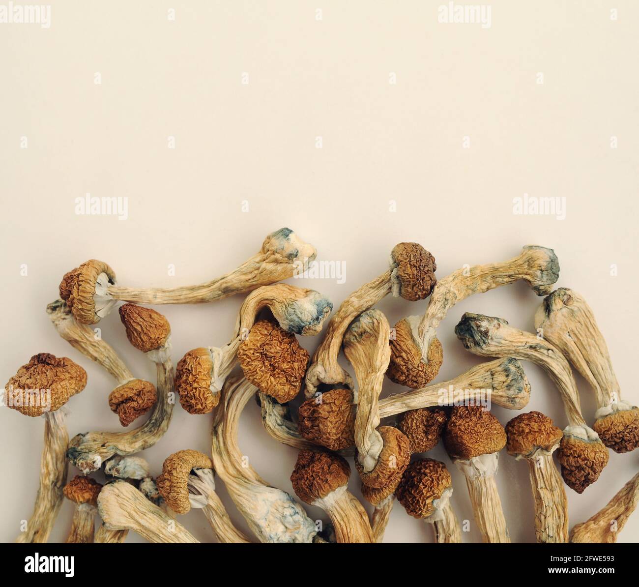 Pile de champignons Psilocybe Cubensis sur fond blanc. Psilocybin psychédélique magie champignons Golden enseignant. Vue de dessus, plan d'appartement. Conc. De micro-dosage Banque D'Images