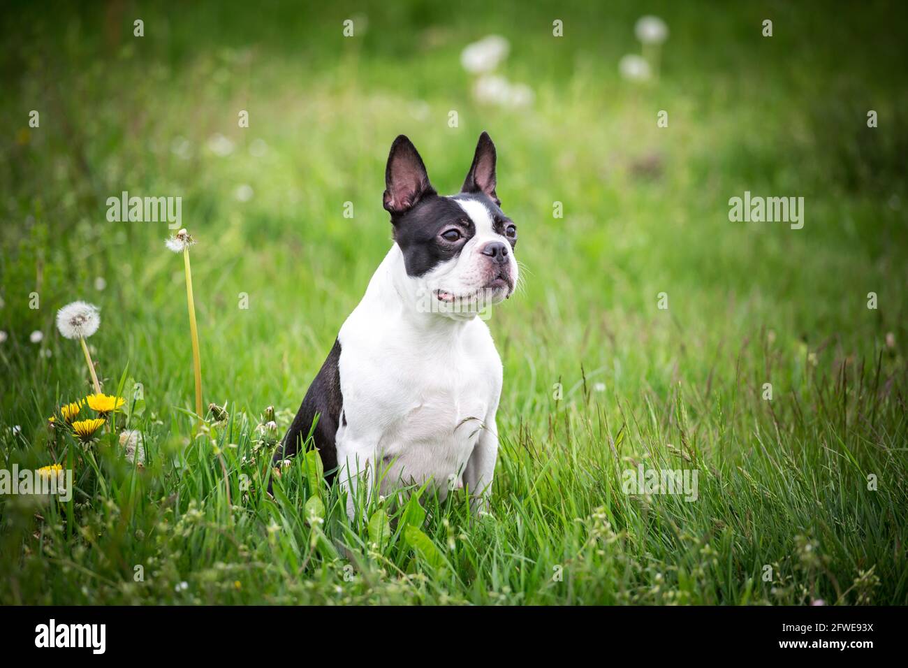 Boston Terrier Banque D'Images