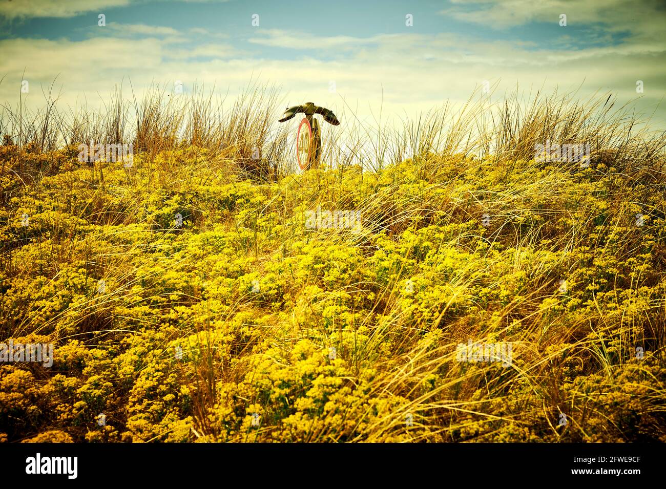 Panneau de vitesse maximale de la route montrant au-dessus des dunes de sable couvertes de fleurs à St Annes, Lancashire, Royaume-Uni Banque D'Images