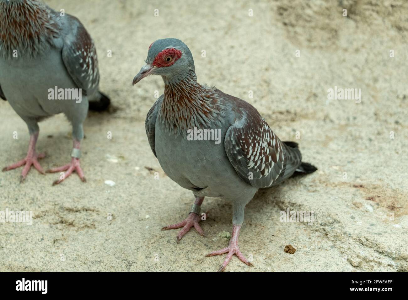 Le pigeon moucheté (Columba guinée), ou pigeon roc (africain), est en gros plan. Banque D'Images