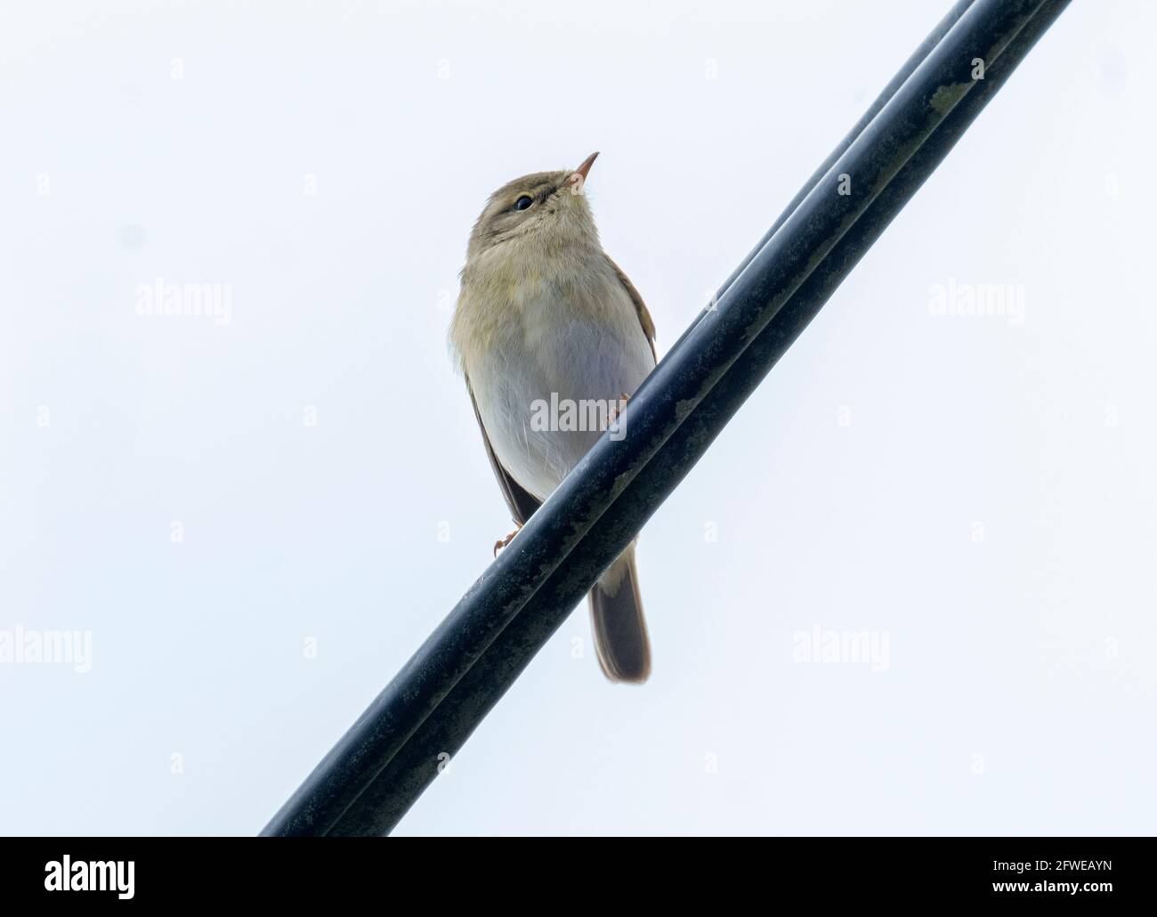 Paruline à saule (Phylloscopus trochilus) perchée sur une ligne électrique Isle of Colonsay, Hébrides intérieures, Écosse. Banque D'Images
