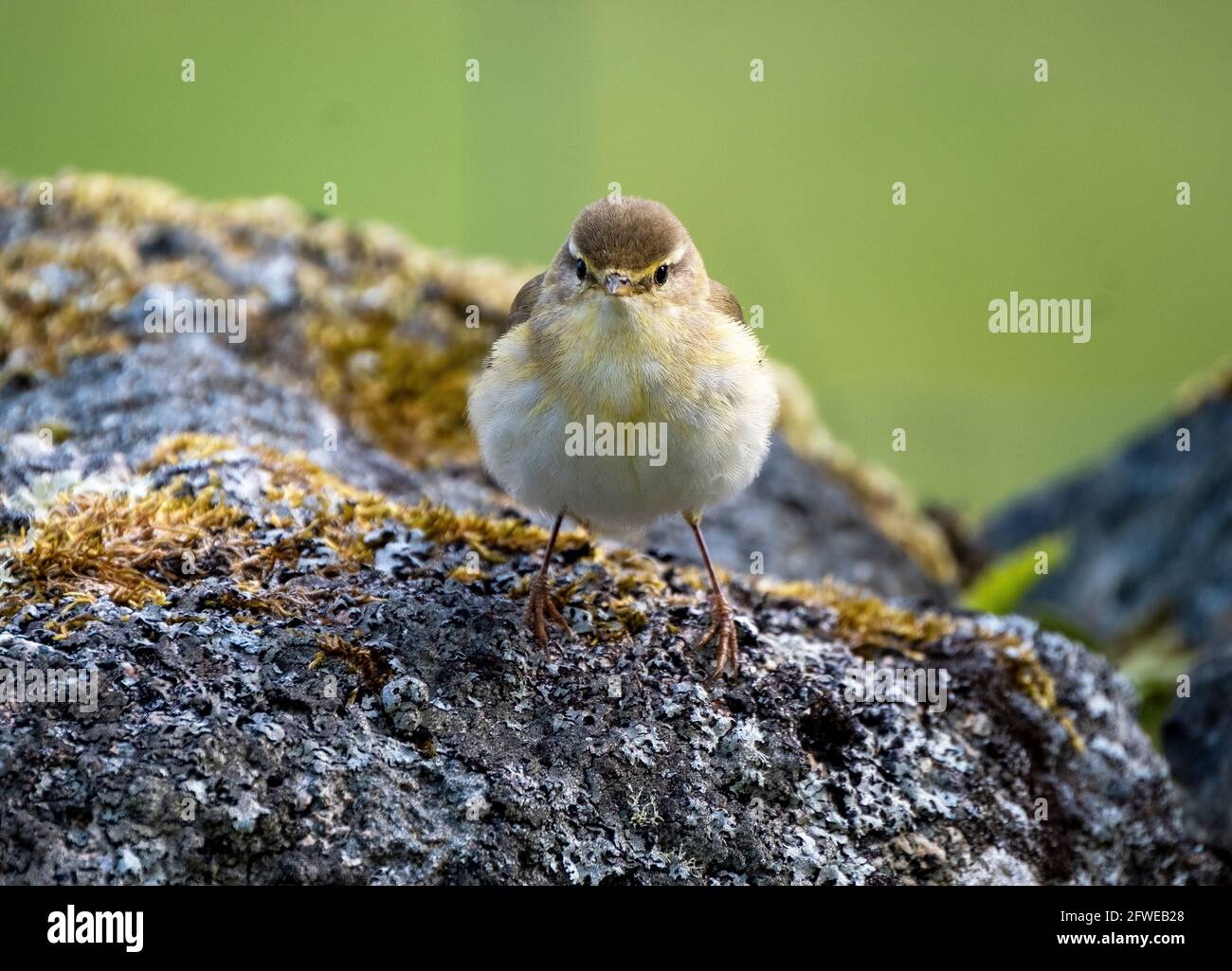 Paruline à saule (Phylloscopus trochilus) perchée sur une roche, île de Colonsay, Hébrides intérieures, Écosse. Banque D'Images