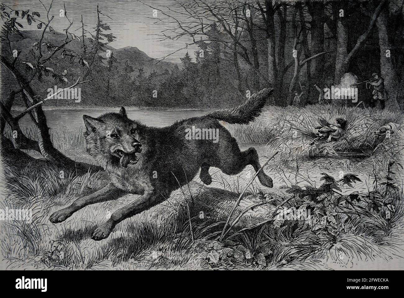 En Finlande, dans la région de Turku, une paire de loups étaient considérés comme responsables d'une série d'attaques d'enfants dans les années 1880. Les loups étaient responsables de la dea Banque D'Images