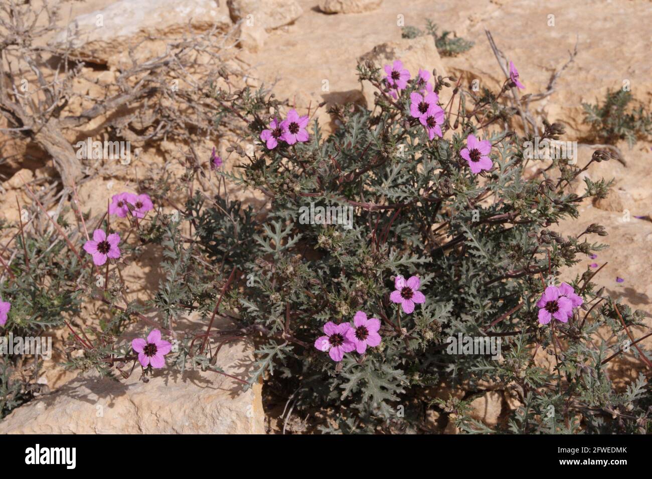 Heron-Bill, Eradium Crassifolium ou Erodium hirtum de la famille des Geraniaceae, croissant dans le désert du Negev, en Israël. Banque D'Images