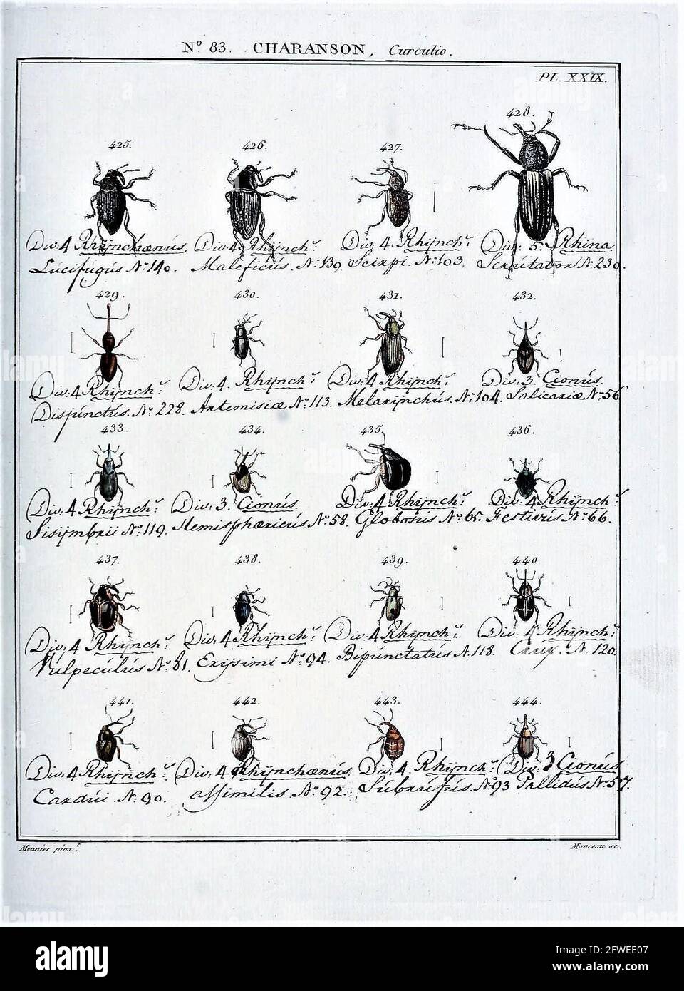 Jean-Baptiste Meunier (1786-1856)/ Entomologie, ou histoire naturelle des insectes. N° 83 curculio PL. XXIX. Banque D'Images