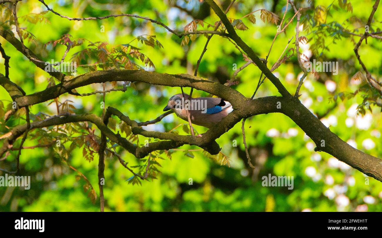 Jays, oiseaux de la famille des corneaires. Jay jouant dans le parc de la ville - image Banque D'Images