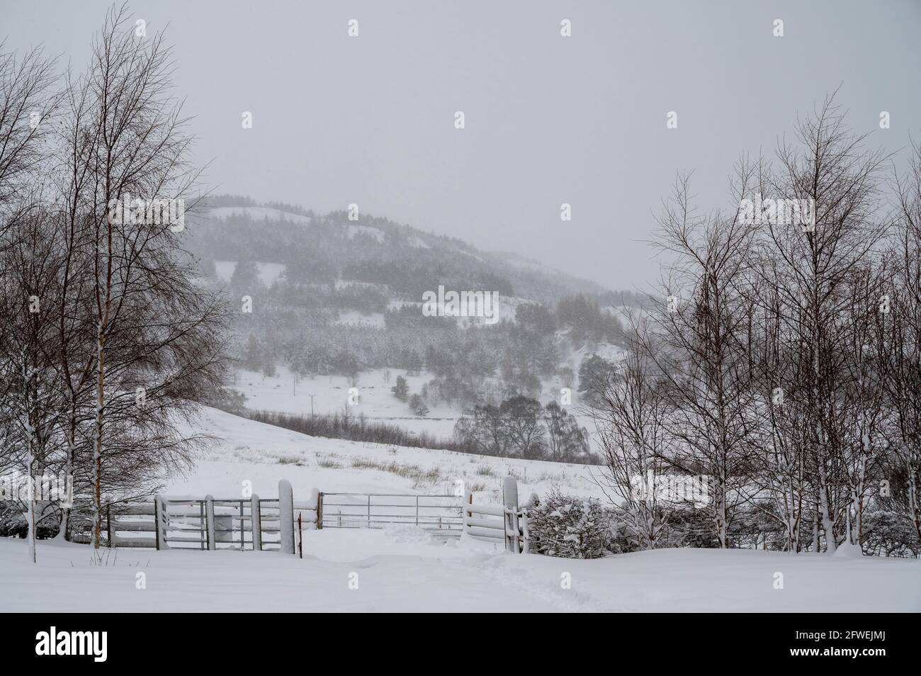 Hill Farm un jour d'hiver, Écosse Banque D'Images