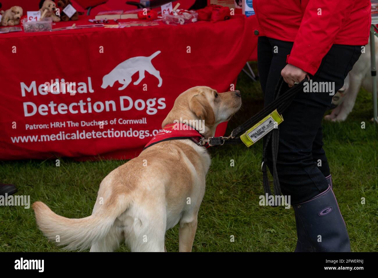 Brentwood Essex 22 mai 2021 The Weald Park Country show, Weald Festival of Dogs, Weald Festival of Cars, Weald Country Park, Brentwood Essex, Medical Detection Dog Credit: Ian Davidson/Alay Live News Banque D'Images