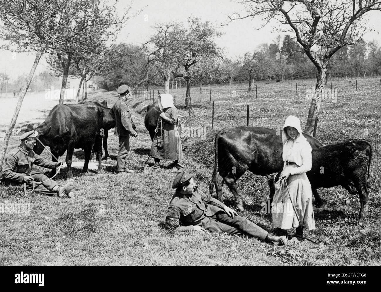 Première Guerre mondiale, première Guerre mondiale, front occidental - les petites filles paysannes françaises broutent le bétail et parlent aux soldats non loin de la ligne de front, la France Banque D'Images