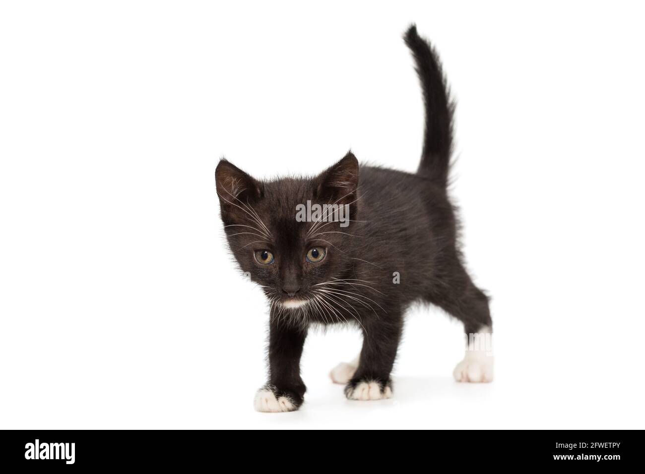 Petit Chaton Noir Avec Taches Blanches Isole Sur Fond Blanc Photo Stock Alamy