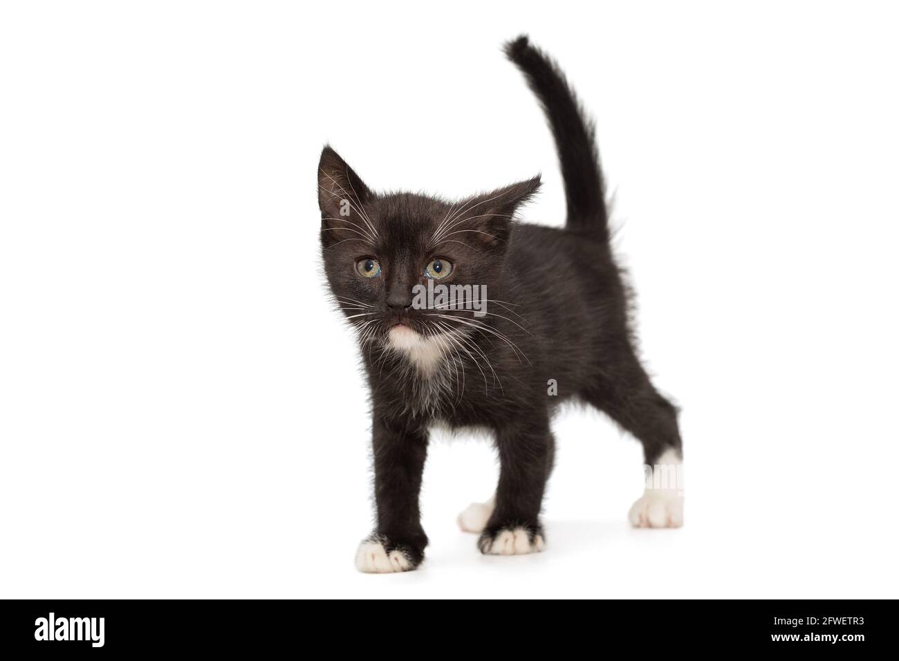 Petit chaton noir avec taches blanches, isolé sur fond blanc Photo Stock Alamy