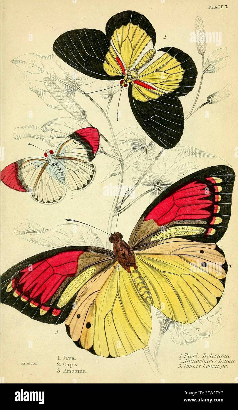 James Duncan - magnifique illustration de papillon de la Bibliothèque naturaliste Sous la direction de Sir William Jardine -1858 - planche 7 Banque D'Images