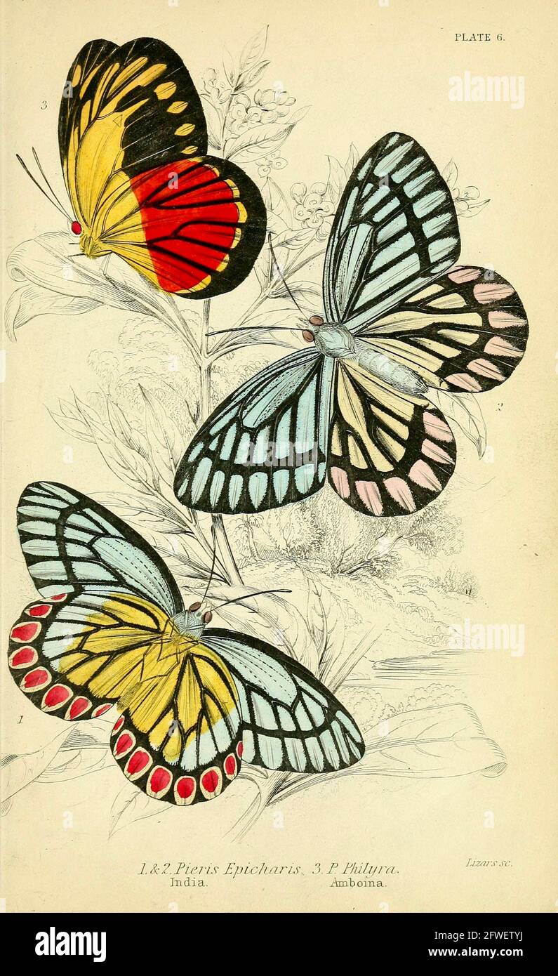 James Duncan - magnifique illustration de papillon de la Bibliothèque naturaliste Sous la direction de Sir William Jardine -1858 - planche 6 Banque D'Images