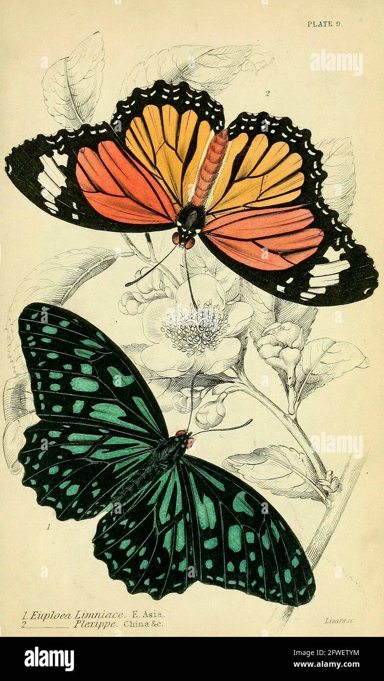 James Duncan - magnifique illustration de papillon de la Bibliothèque naturaliste Sous la direction de Sir William Jardine -1858 - planche 9 Banque D'Images