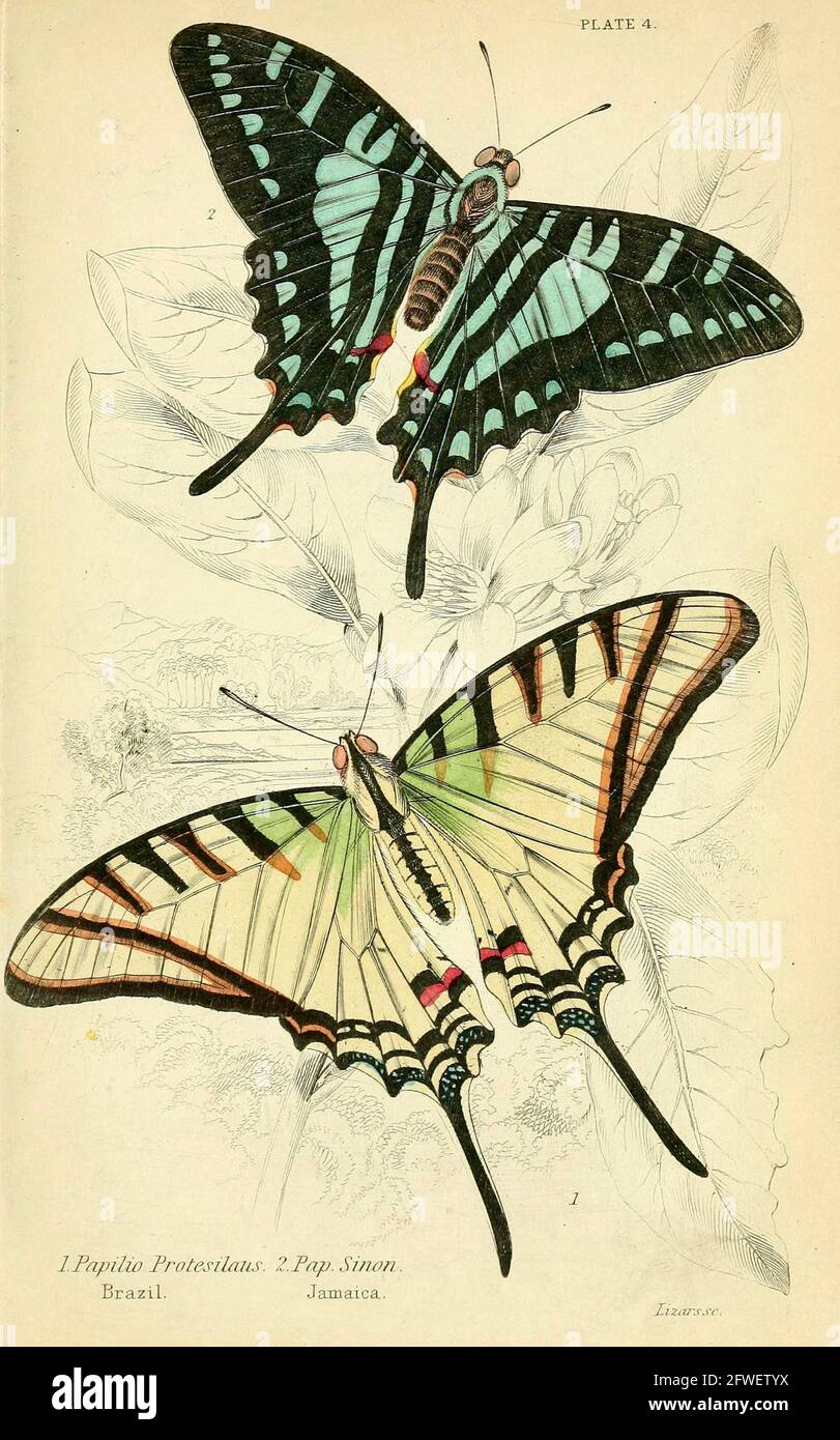 James Duncan - magnifique illustration de papillon de la Bibliothèque naturaliste Sous la direction de Sir William Jardine -1858 - planche 4 Banque D'Images