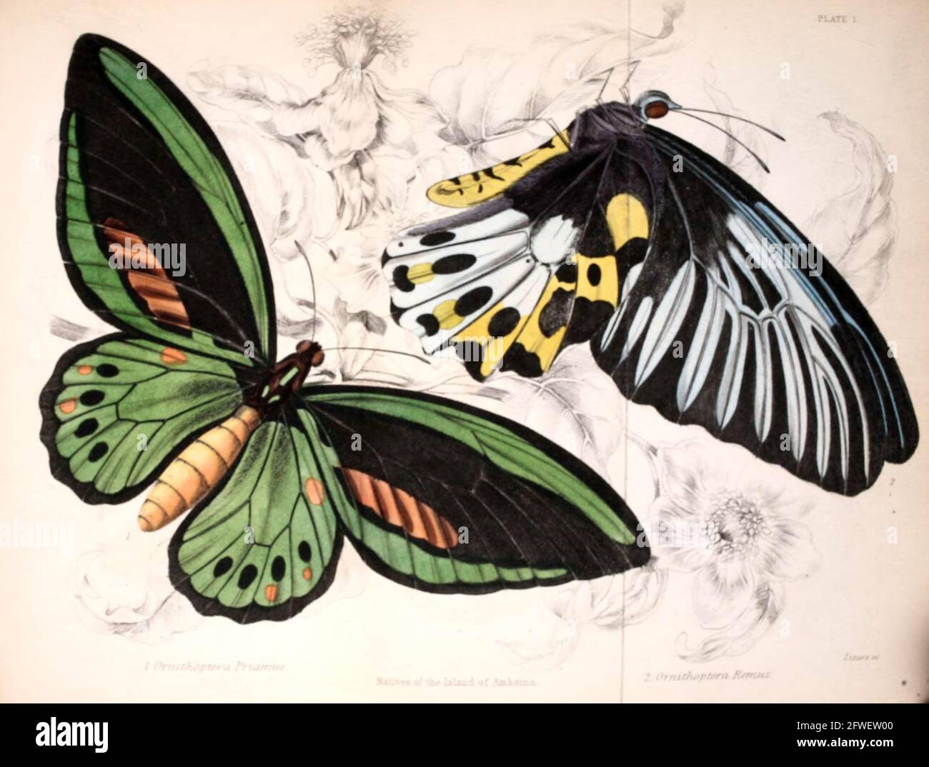 James Duncan - magnifique illustration de papillon de la Bibliothèque naturaliste sous la direction de Sir William Jardine -1858 - planche 1. Banque D'Images