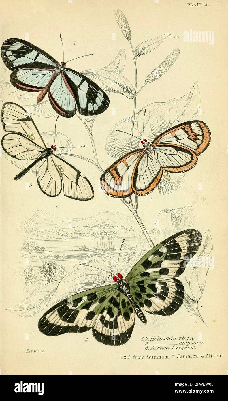 James Duncan - magnifique illustration de papillon de la Bibliothèque naturaliste Sous la direction de Sir William Jardine -1858 - planche 12 Banque D'Images