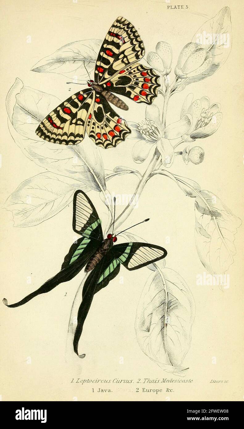 James Duncan - magnifique illustration de papillon de la Bibliothèque naturaliste Sous la direction de Sir William Jardine -1858 - planche 5 Banque D'Images