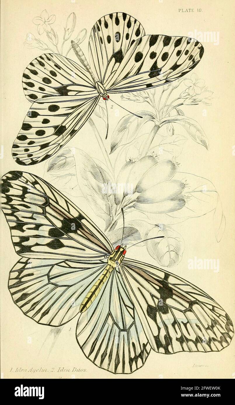 James Duncan - magnifique illustration de papillon de la Bibliothèque naturaliste sous la direction de Sir William Jardine -1858 - planche 10. Banque D'Images