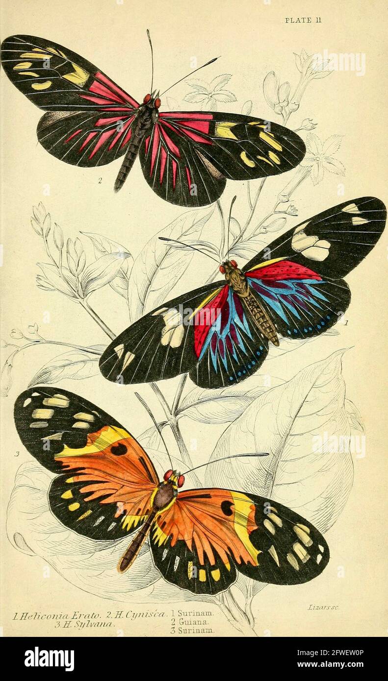 James Duncan - magnifique illustration de papillon de la Bibliothèque naturaliste sous la direction de Sir William Jardine -1858 - planche 11. Banque D'Images