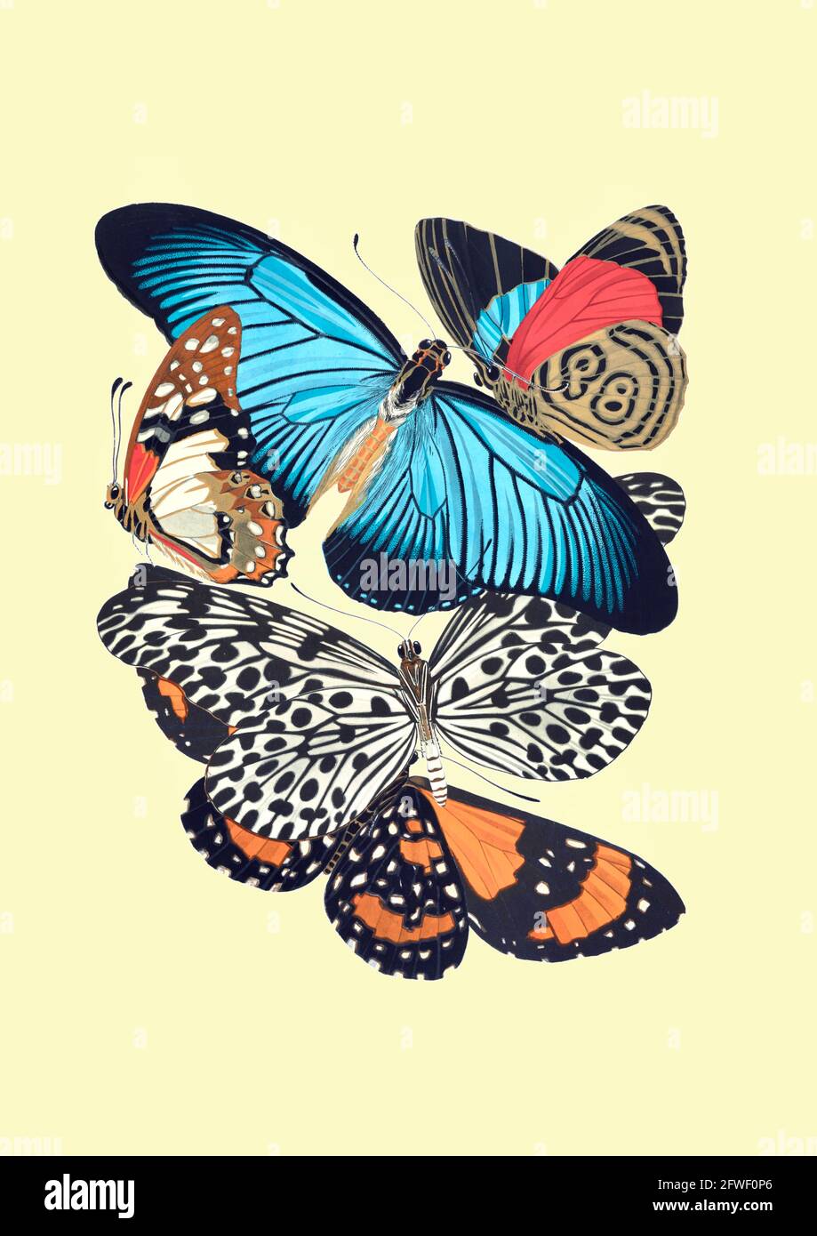 Imprimés papillons vintage Banque D'Images