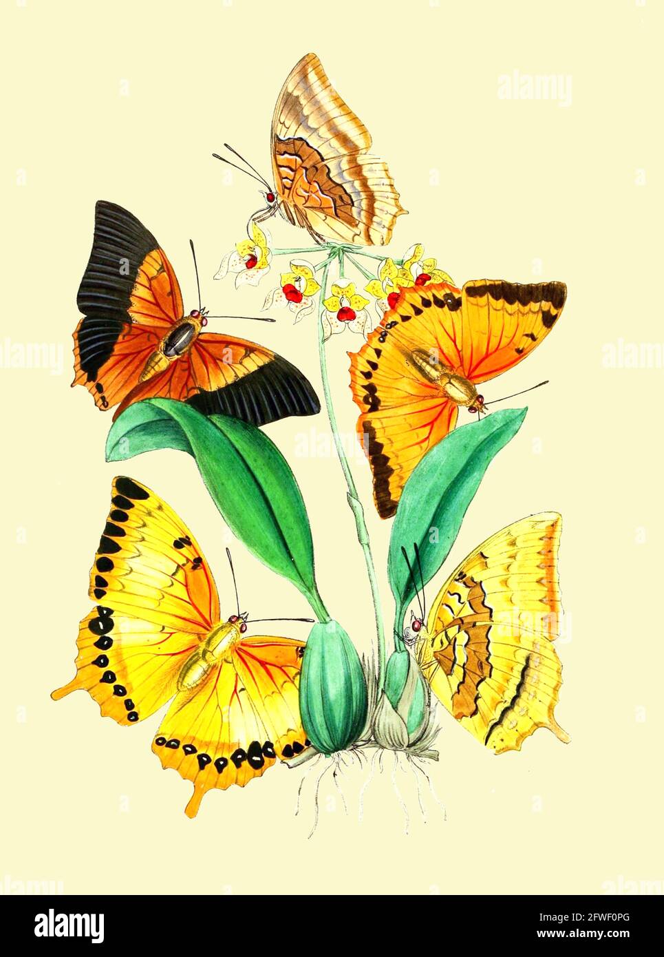 Imprimés papillons vintage Banque D'Images