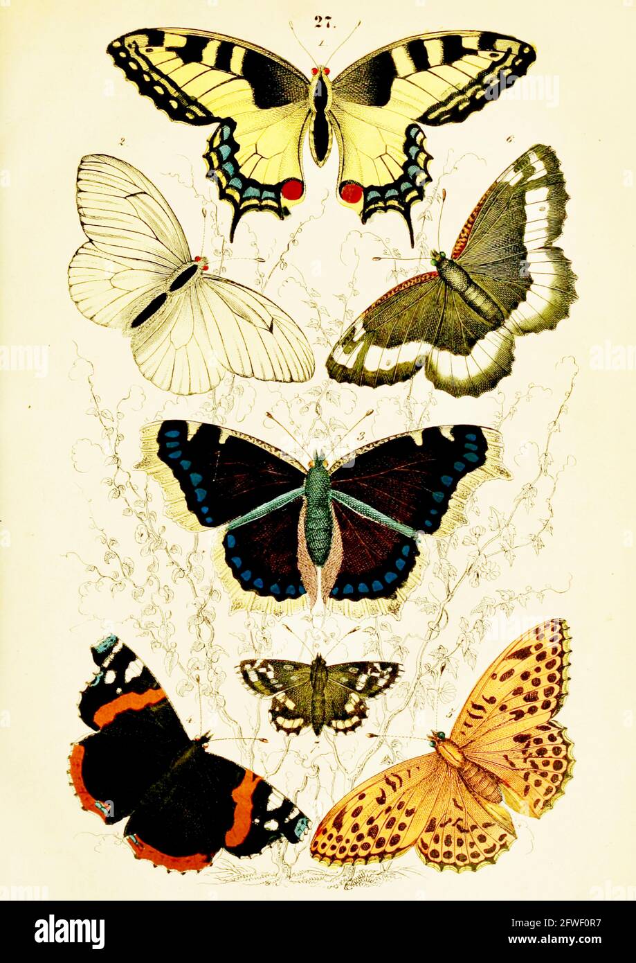 Traugott Bromme - belles illustrations de papillons vintage tirées du Manuel d'histoire naturelle des trois royaumes. Banque D'Images