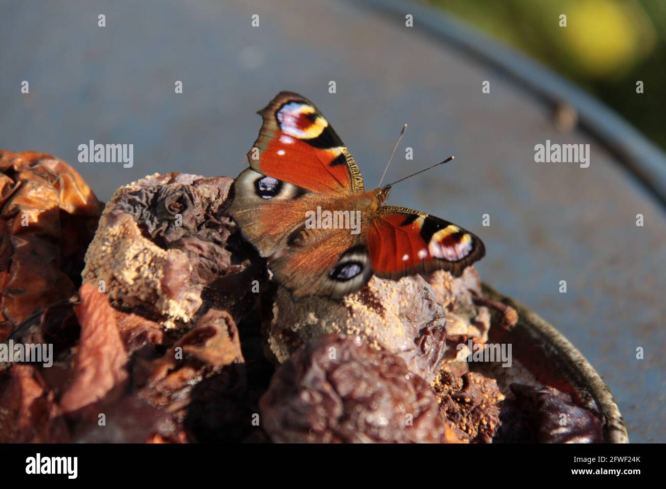 papillon européen coloré paon assis sur des fruits pourris Banque D'Images