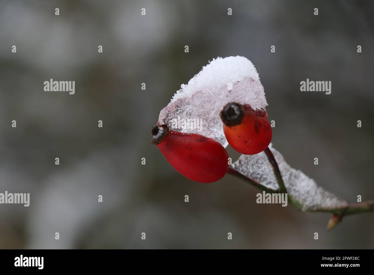 hanches roses rouges avec une couche de neige et de glace et un arrière-plan bokeh gris Banque D'Images