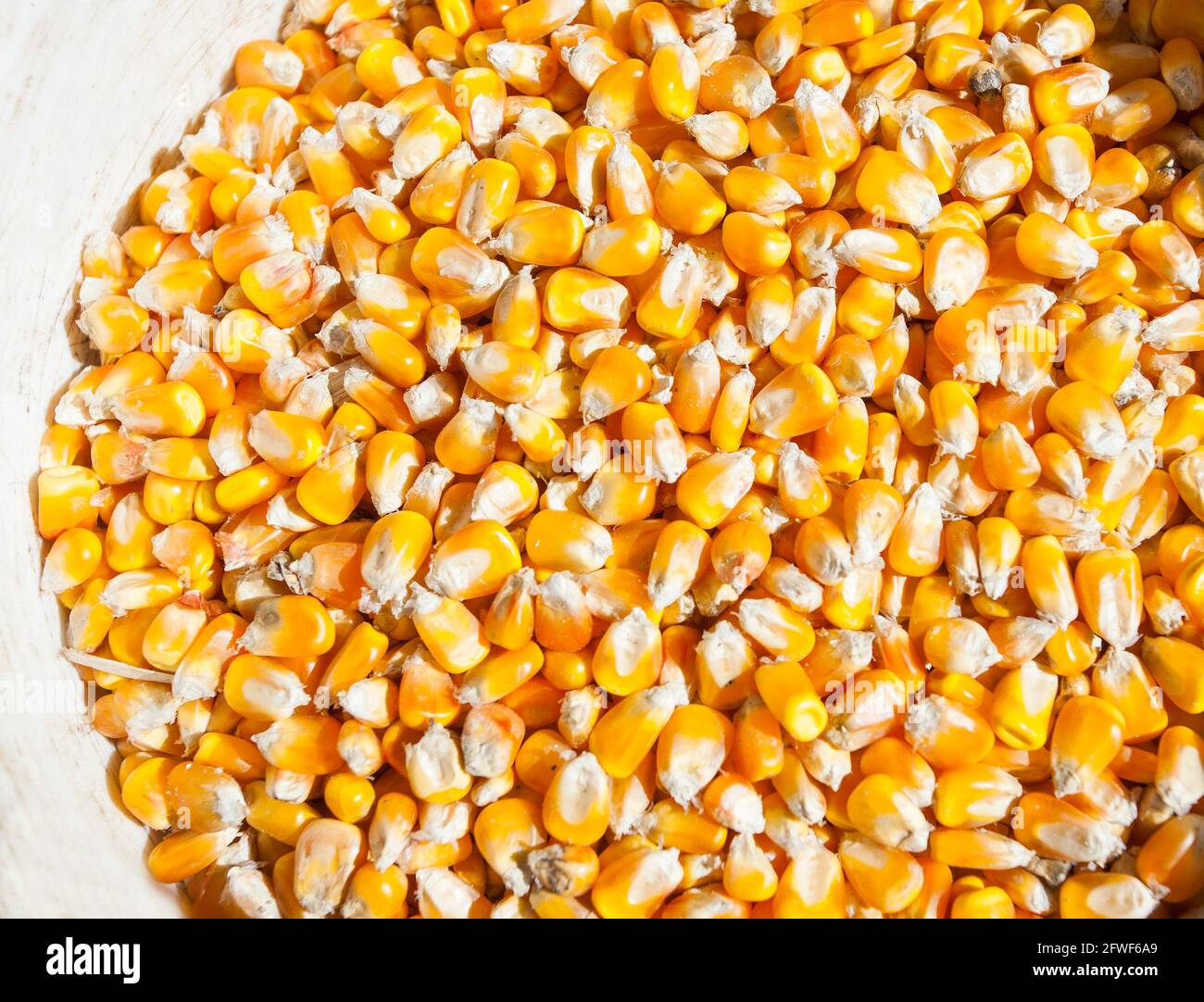 texture du maïs. plante saine Banque D'Images