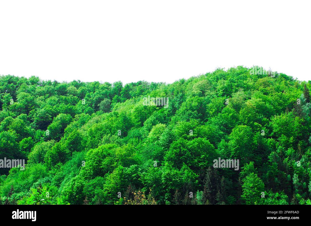 forêt verte sur la montagne ou la colline. isolé sur fond blanc, photo de la nature Banque D'Images