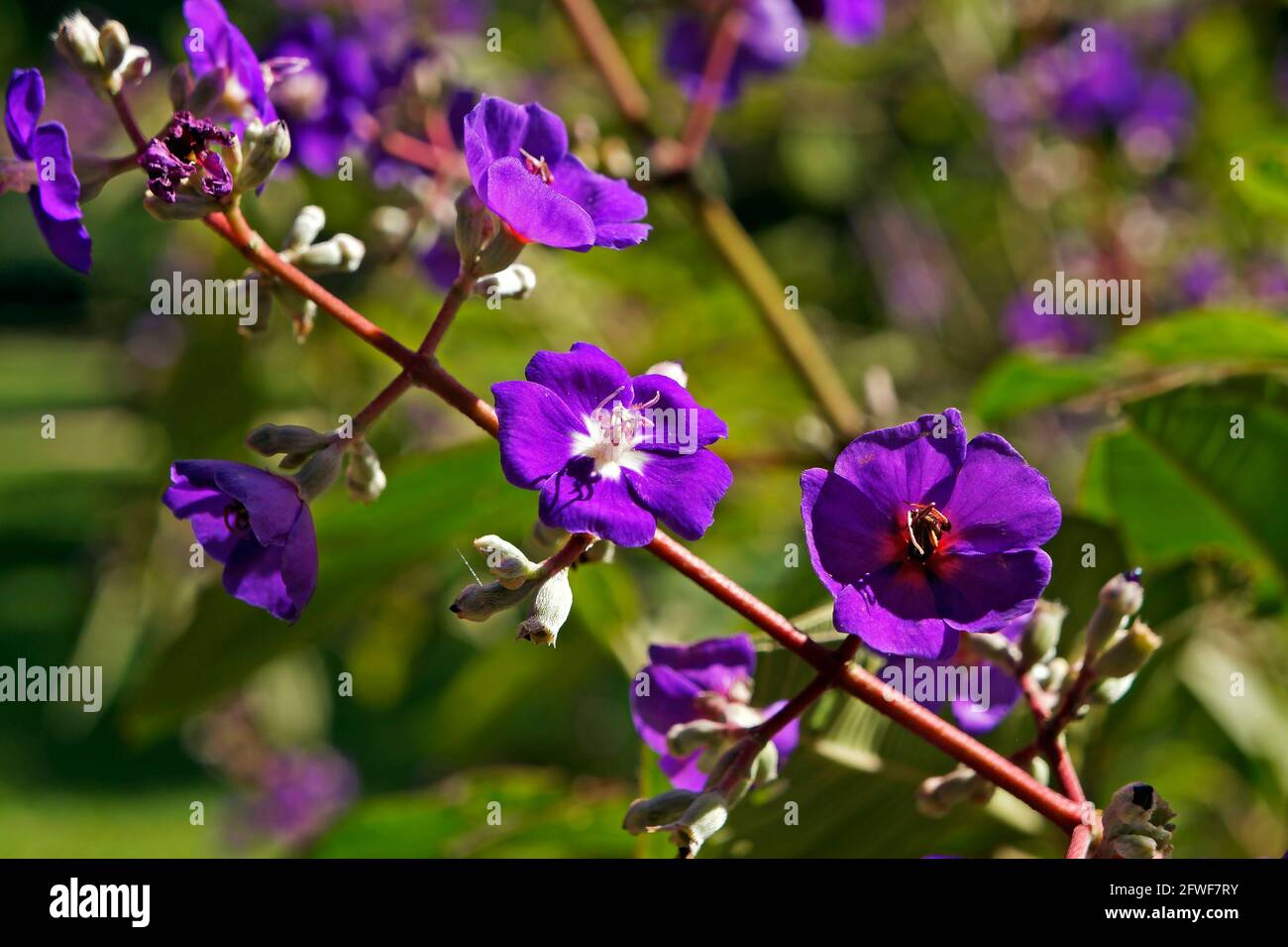 Arbre de princesse en fleurs Banque de photographies et d’images à