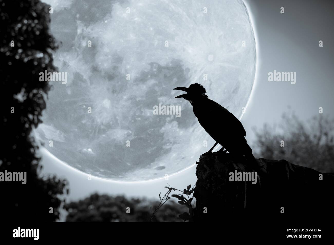 Magnifique ciel nocturne avec pleine lune, arbre et silhouette de corbeau sur pierre qui peut être utilisé pour halloween. Vignette et style d'image vintage. À l'extérieur. Banque D'Images