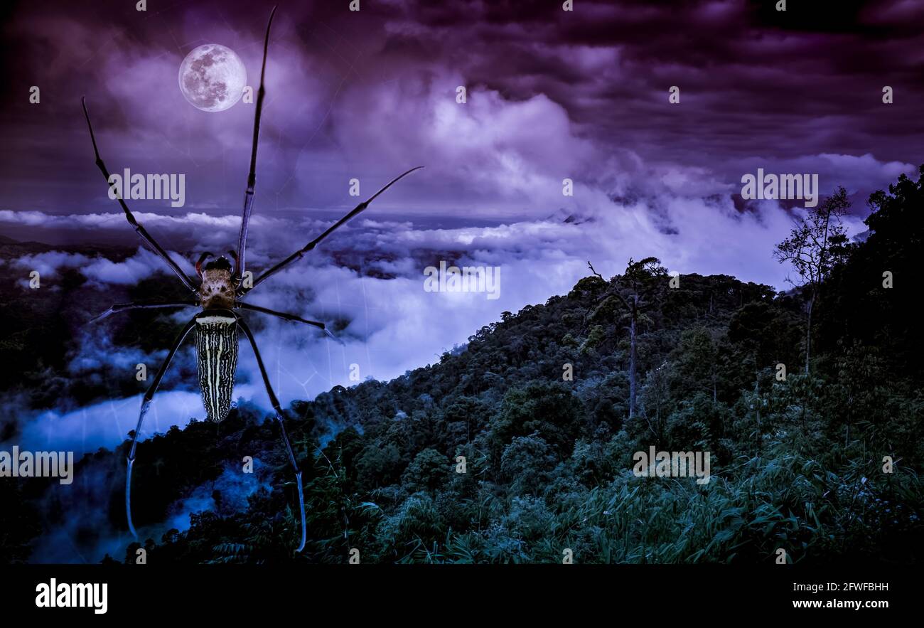 Arrière-plan de Halloween. Gros plan araignée sur toile d'araignée et nature verte fraîche sur un ciel magnifique et pleine lune la nuit. La lune prise avec la mienne Banque D'Images