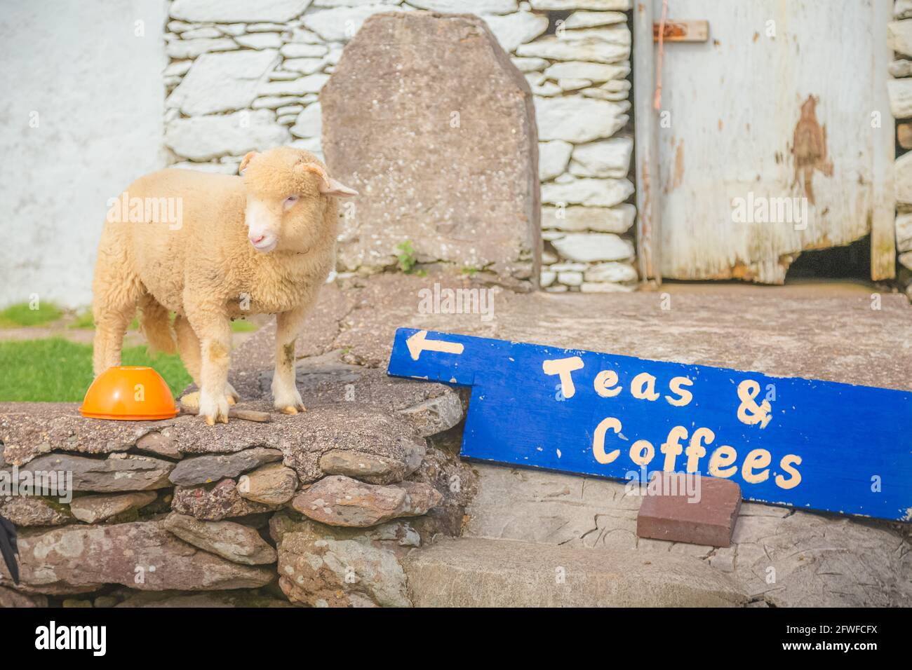 Un Adorable Bebe Belier D Agneau Merinos A Un Arret De Repos Rural En Bord De Route Dans La Campagne Irlandaise Pres De Dingle Irlande Photo Stock Alamy