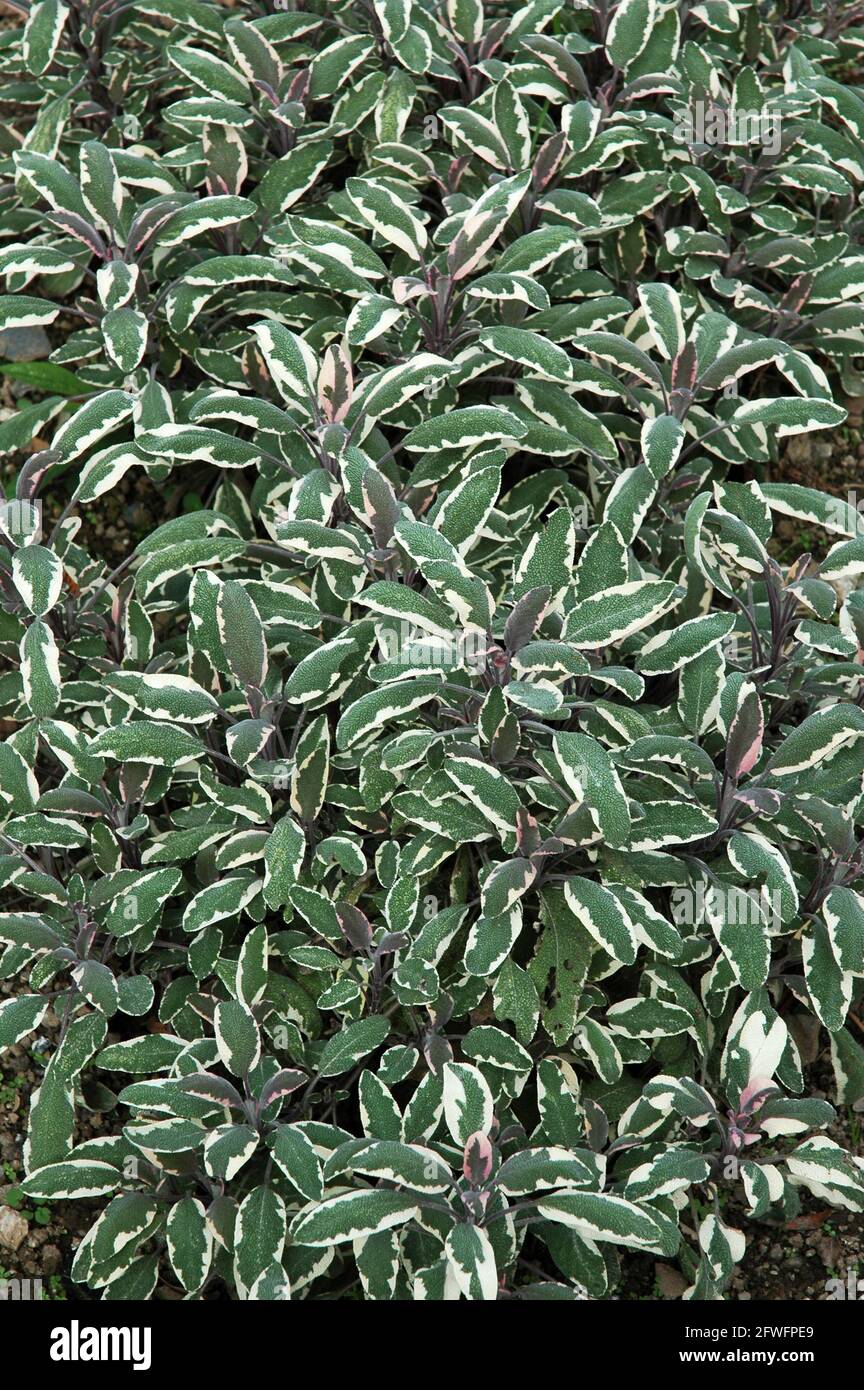 Sauge tricolore. (Salvia officinalis 'Tricolore'). Herbe antiseptique astringente. Diminue la perspirationa et la lactation. Améliore la fonction hépatique. Banque D'Images