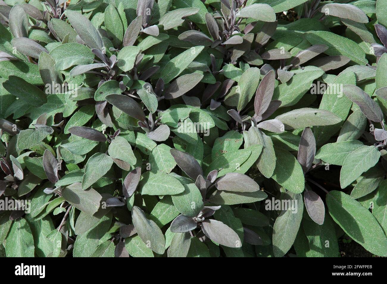 Sauge violet. (Salvia officinalis 'purpurascens') plante astringente, antiseptique, diminue la transpiration et la lactation. Améliore la fonction hépatique, Banque D'Images