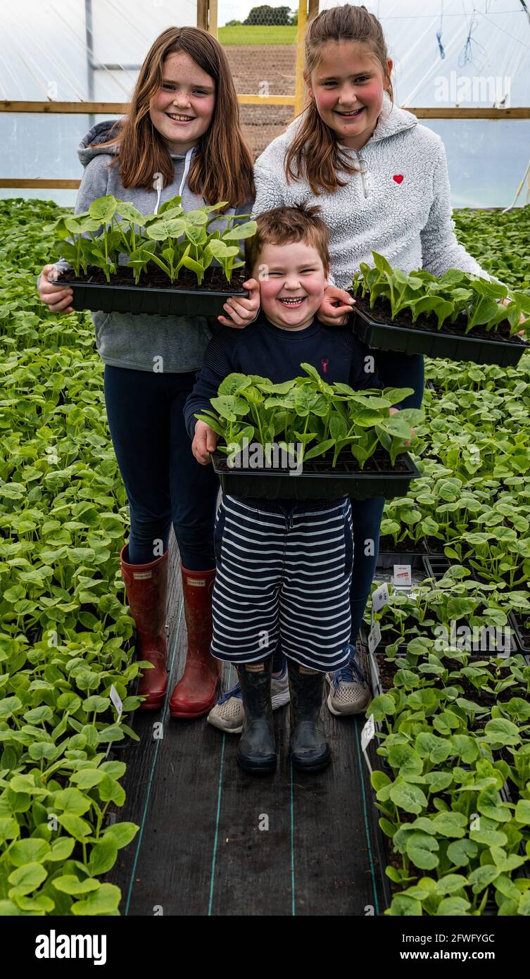 Kilduff Farm, East Lothian, Écosse, Royaume-Uni, 22 mai 2021. Préparation de la citrouille : la citrouille annuelle ouverte aux visiteurs en octobre a été un projet familial pour les enfants Calder, Louisa (9 ans), Maisie (12 ans) et Charlie (5 ans) sur leur ferme. Les plantules de citrouille poussent dans un polytunnel prêt à planter dans le champ au cours de la première semaine de juin. Environ 18,500 citrouilles de 15 variétés de citrouilles ont été plantées Banque D'Images