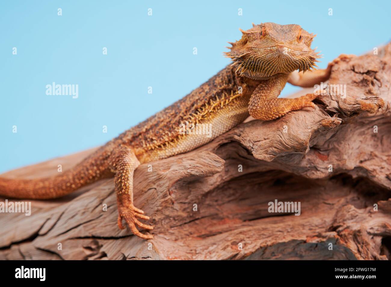 portrait d'un dragon barbu Banque D'Images