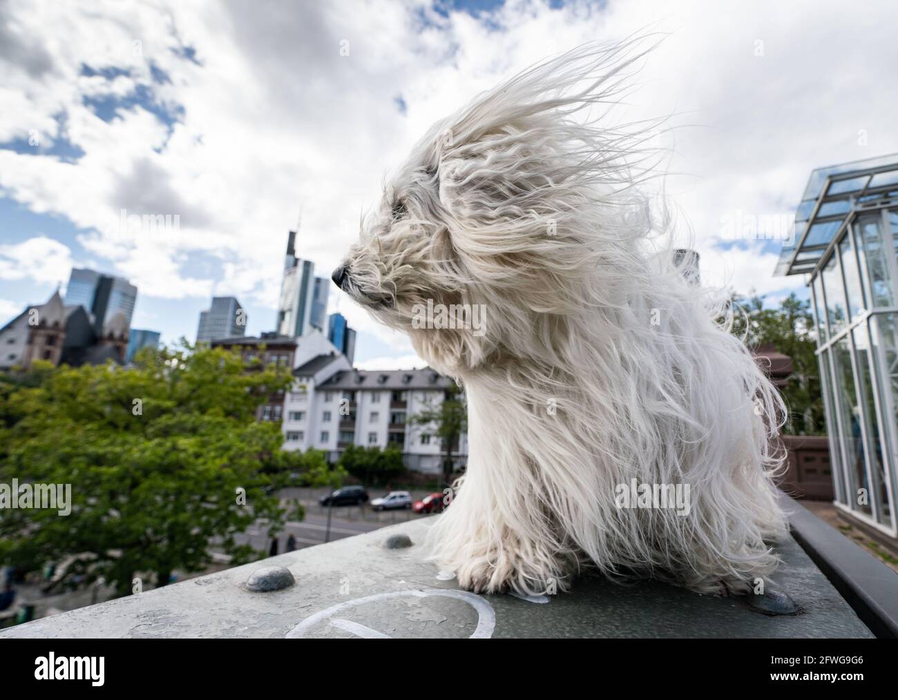 22 mai 2021, Hessen, Francfort-sur-le-main: 'Dusty', un chien de 13 ans de la race Coton de Tulear, est assis au vent sur la passerelle de fer, une passerelle au-dessus de la rivière main. Les animaux sont également appelés « chiens de coton » en raison de leur fourrure de cotonnier. Ils ont été élevés à l'origine pendant l'époque coloniale à Madagascar. Photo: Frank Rumpenhorst/dpa Banque D'Images